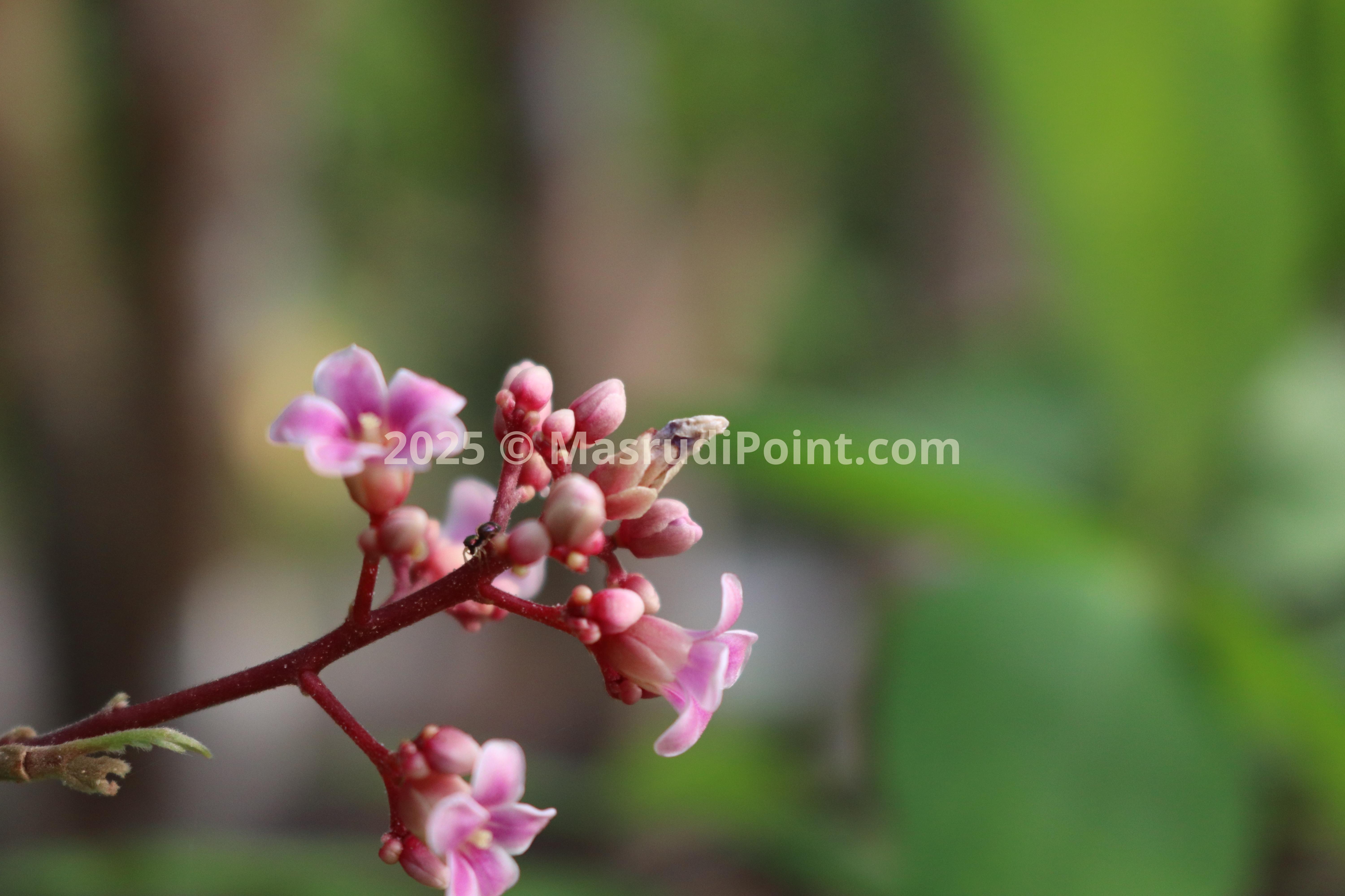 beauty in nature, macro photography of starfruit flower atau carambola (bunga belimbing; maya) 1