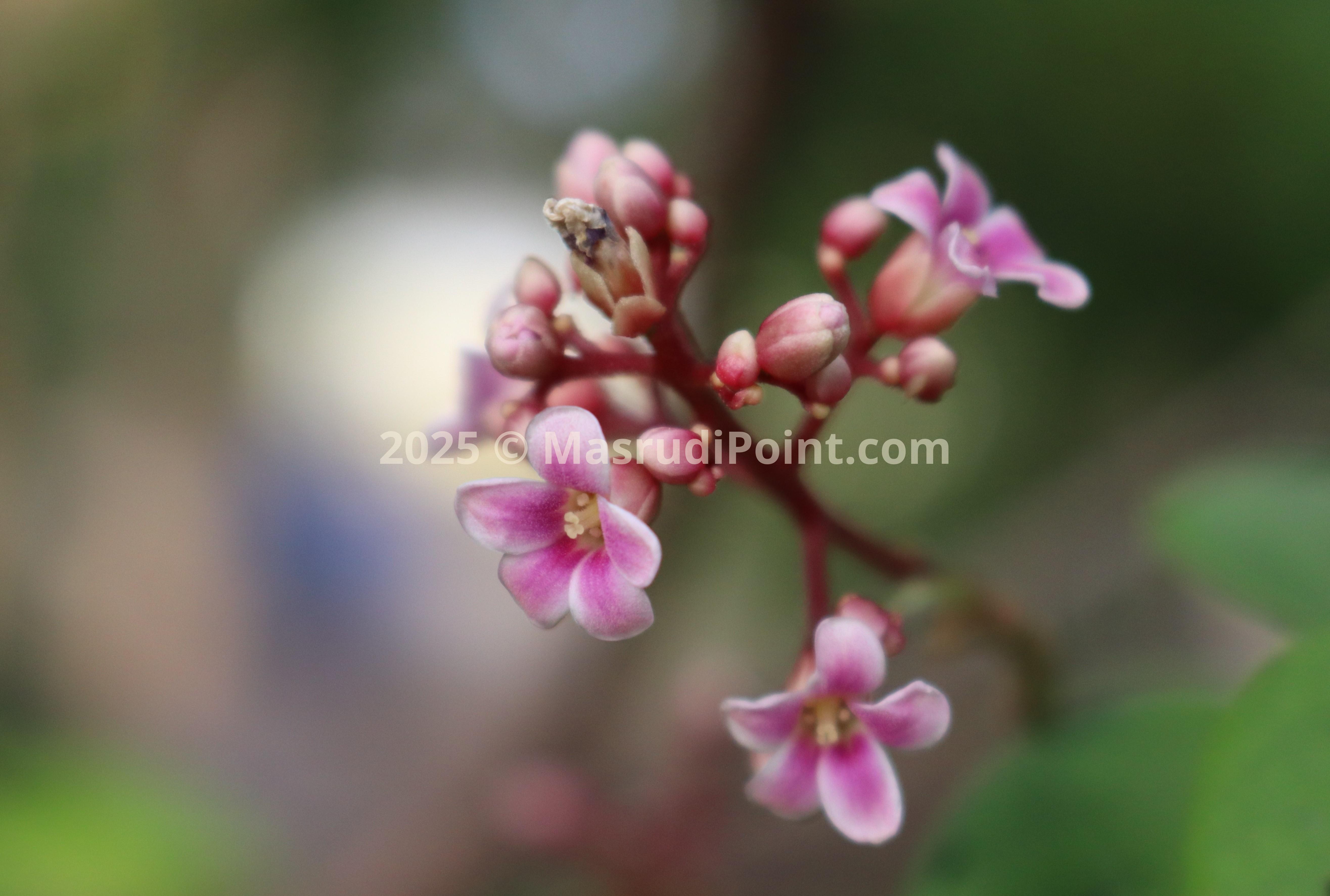 beauty in nature, macro photography of starfruit flower atau carambola (bunga belimbing; maya) 2