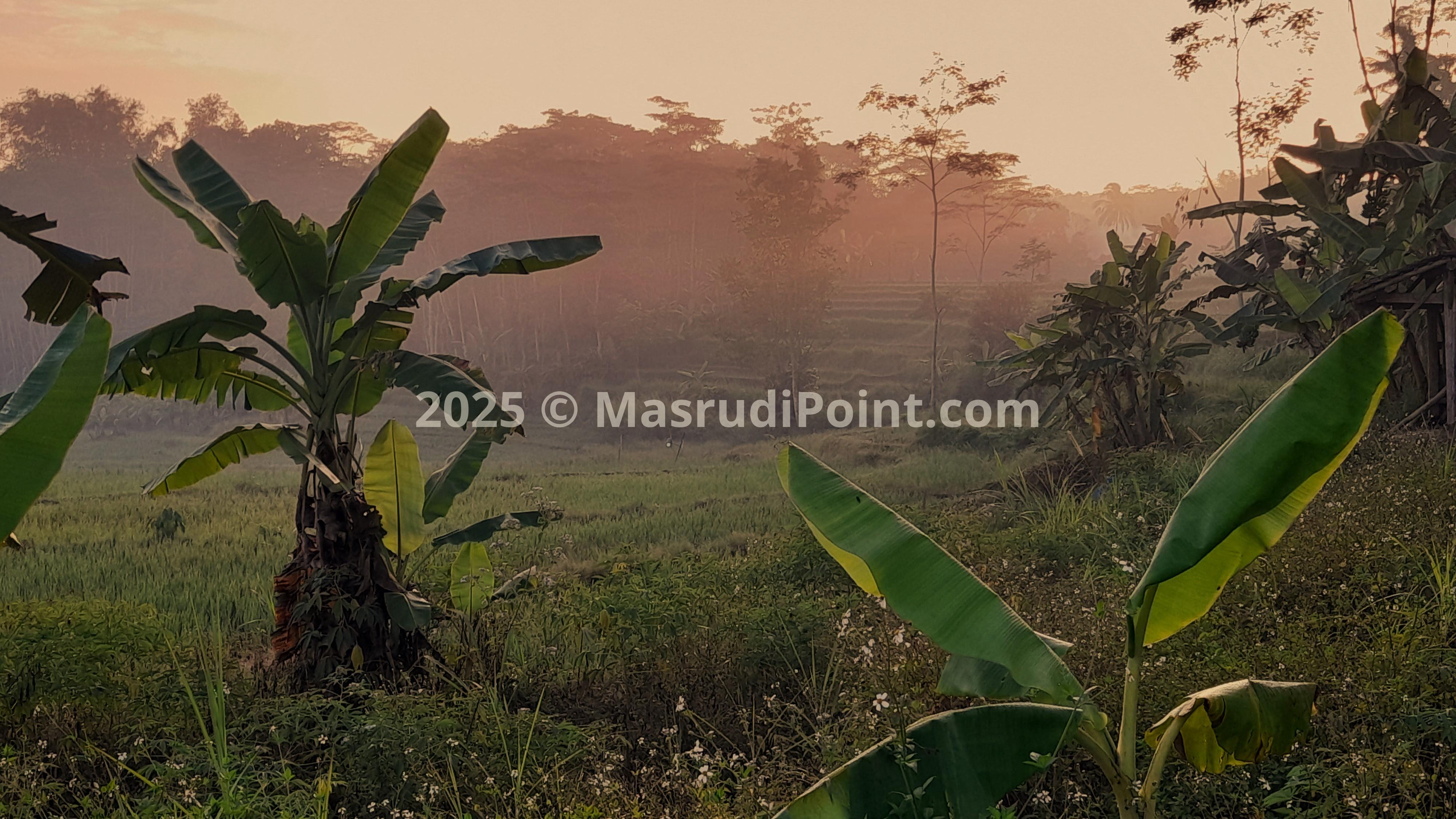 RICE FIELD TERRACING 2