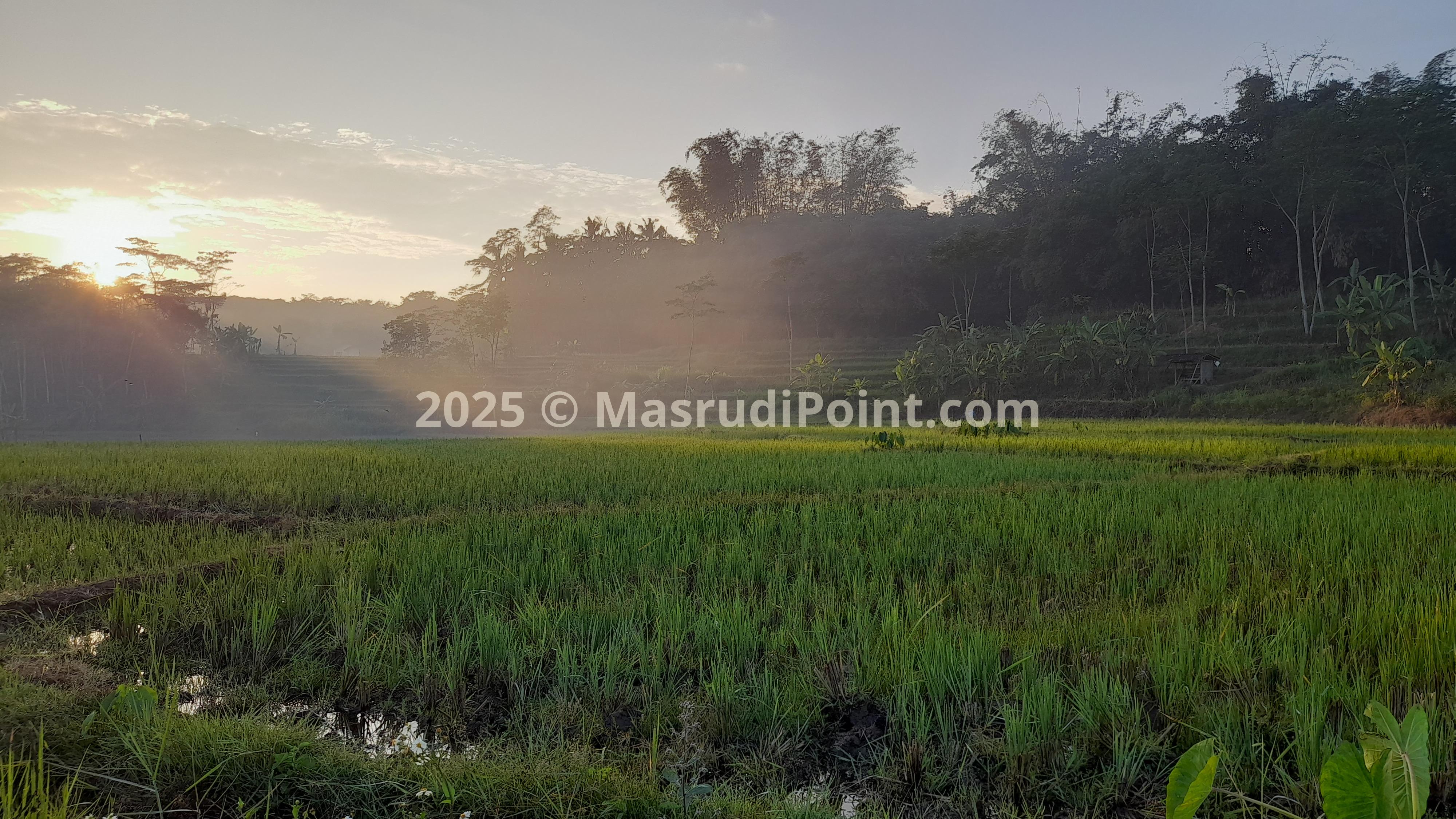 RICE FIELD TERRACING 5