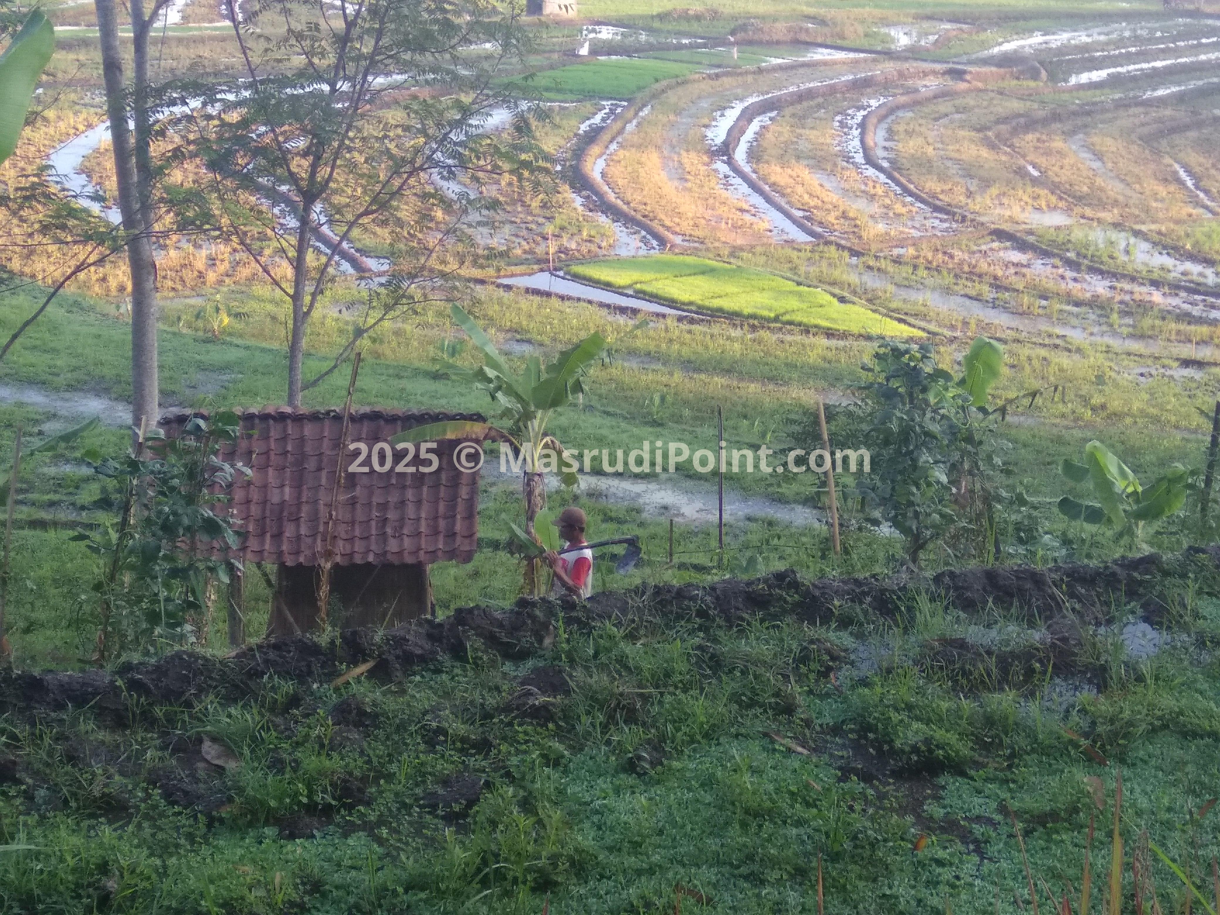 RICE FIELD TERRACING 6